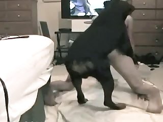 Sex With A Dog On The Webcam
