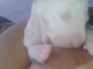 Breastfeed Puppy