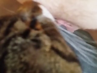 Cat Licks Pussy