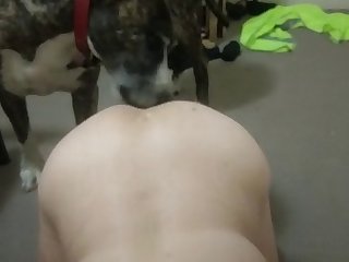 Wife Licked By Dog For The First Time