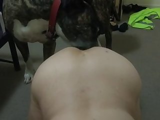 Wife Licked By Dog For The First Time