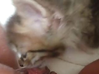 Kitten Licking And Nibbling My Pussy Lips And Clit