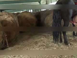 Noonly The Foalbecause It Is Imprinted On You