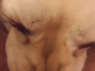 Quoi Non Non Je Ne Le Ferai Pas A Crié La Putain Amoureuse Des Animaux