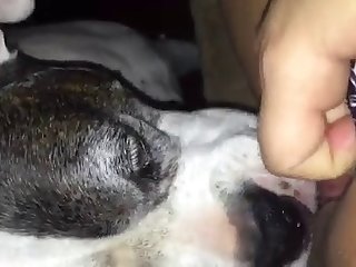 J'étais Mort De Peur Quand Le Chef A Amené Un Chien Derrière Moi. Le Chien A Reniflé Ma Chatte Un Moment Puis A Sauté Sur Mon Dos