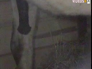 Lovemaking Videos