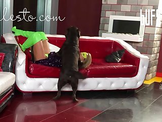 Dog Was Lying Curled Up Between His Legs