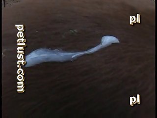 Horse Mare Below Him 1