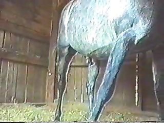 Horse Stallion Semen Collection By Hand