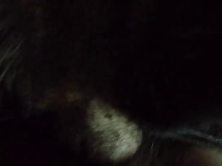 Naughty Rotty In Heat.wmv