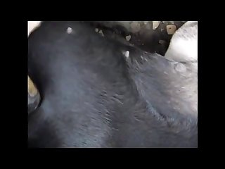 Aluzky Petting 1