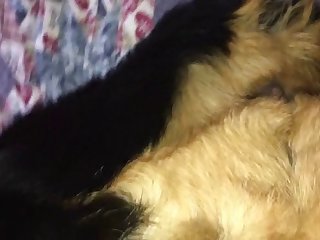 Rottie Fun 1