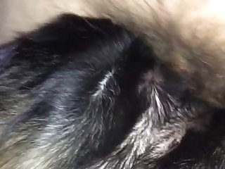 Rottie Fun 1