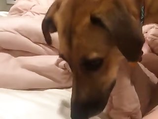 Sexy Girl Has Dog Lick Pussy