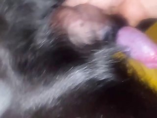 Sucking More Lab Cock