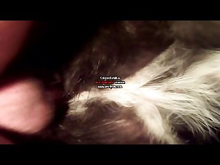 Animal Sex Movis