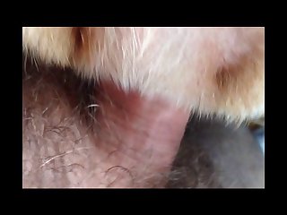 Dog Licks Anus