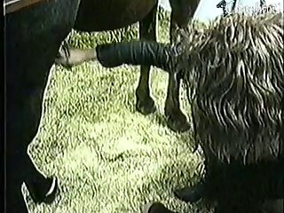 Furry Beastiality