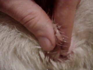 Sissy Pet Porn