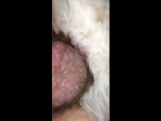 Beastiality Porn Legal