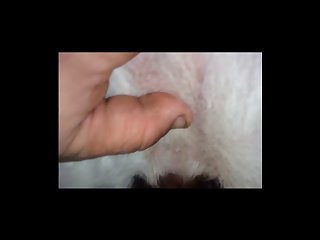 Beastiality Vs Zoophilia