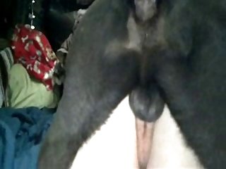 Hentai Fucked By Dog