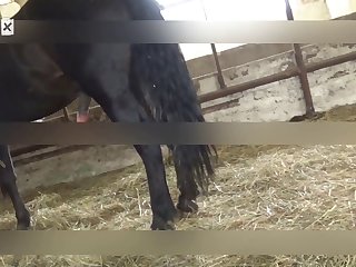 Fucking My Animal Porn