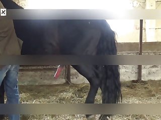 Fucking My Animal Porn
