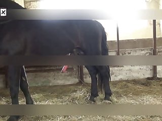 Fucking My Animal Porn