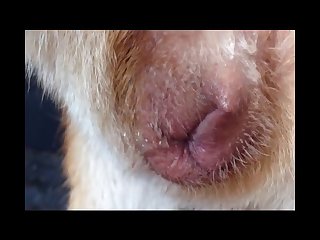 Animal Male Extreme Porn