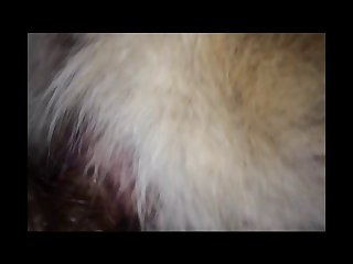 Extreme Doggy Style Porn