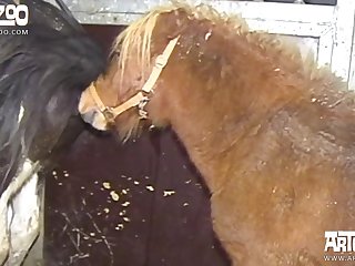 Avantgarde Extreme 34 Porn