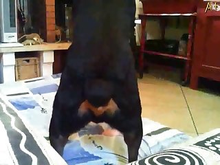 Petite Shemales Love Huge Dildos Or Extreme Dildo Porn