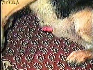 Interesting Animal Sex