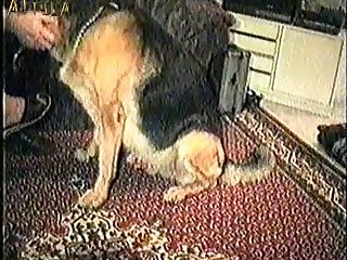 Interesting Animal Sex