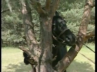 Indian Animal Sex Com