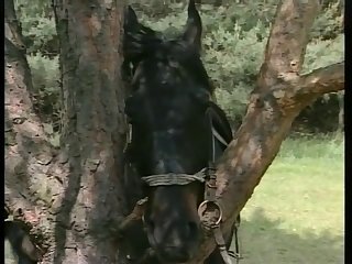 Indian Animal Sex Com