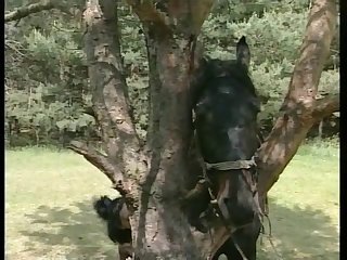 Indian Animal Sex Com