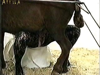 Animal Sex With Girls Video