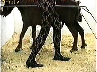 Animal Sex With Girls Video