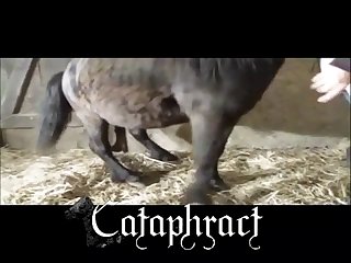 Hentai Animal Porn