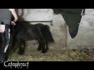 Porn Video Animal