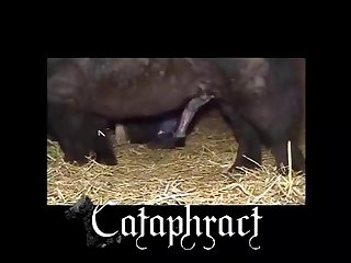 Free Animal Porn