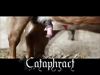 Free Animal Porn