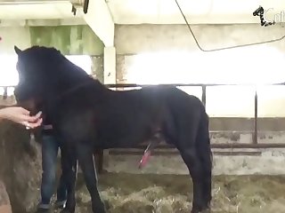 Animal Cartoon Porn