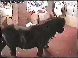 Man And Animal Porn