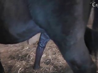 Painful Animal Porn