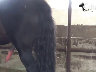 Porn Animal