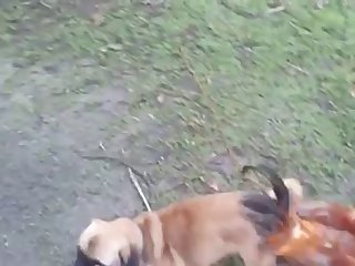 13.dog Knotted To Chicken