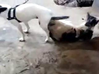 11.dog Knotted To Cat